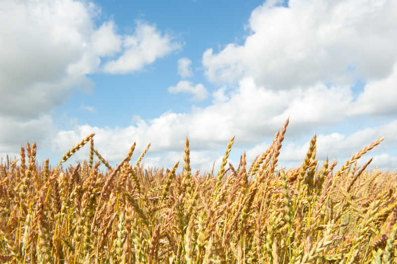 金色麦田里的饱满小麦