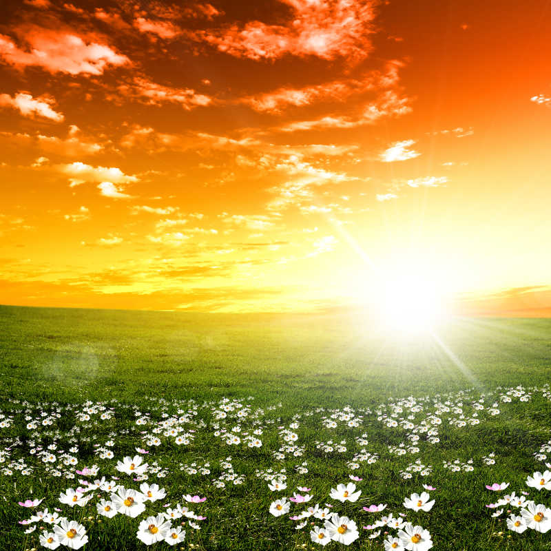 夕阳下盛开着鲜花的草地