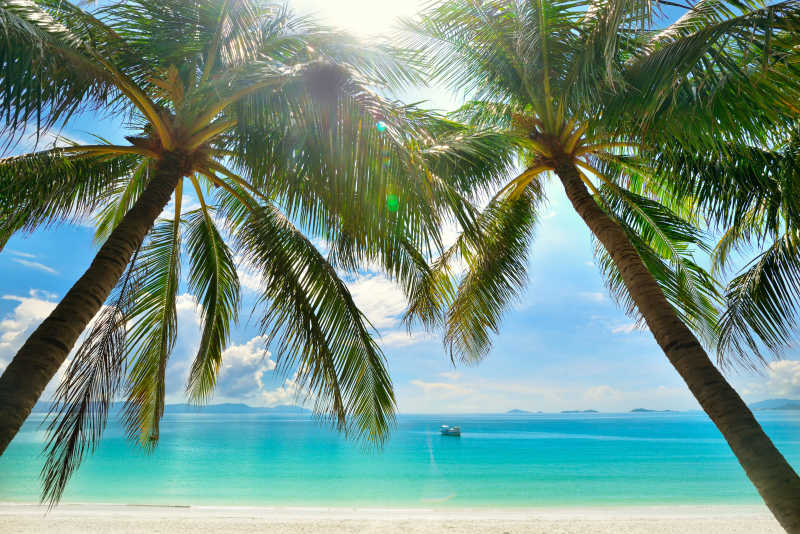 碧海蓝天椰子树图片图片