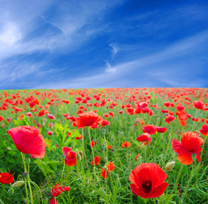 蓝天下的红色罂粟花田