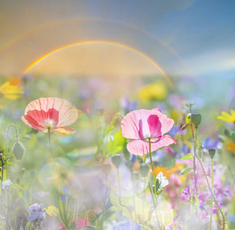 梦幻粉色罂粟花