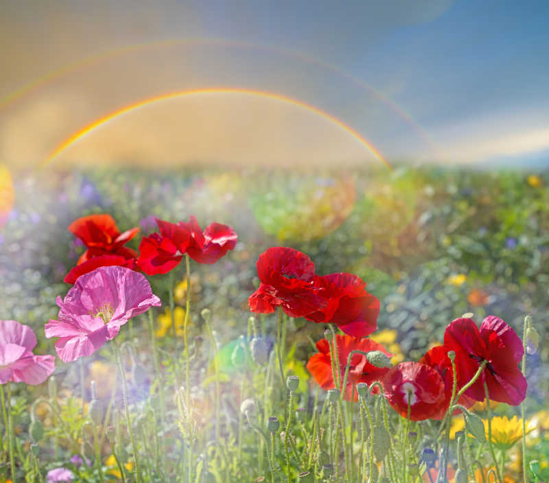 草地上的梦幻罂粟花朵