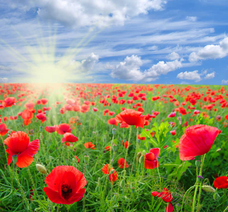 蓝天下红色的罂粟花田