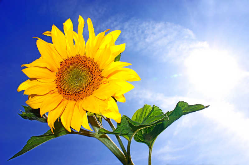 蓝天下黄色的盛开的向日葵