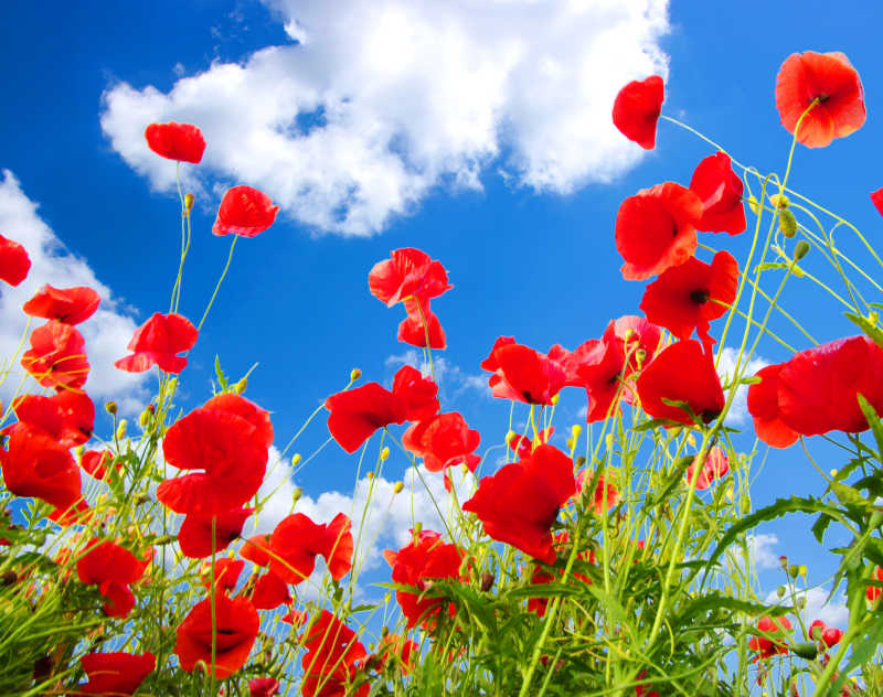 蓝天白云下一整片的罂粟花