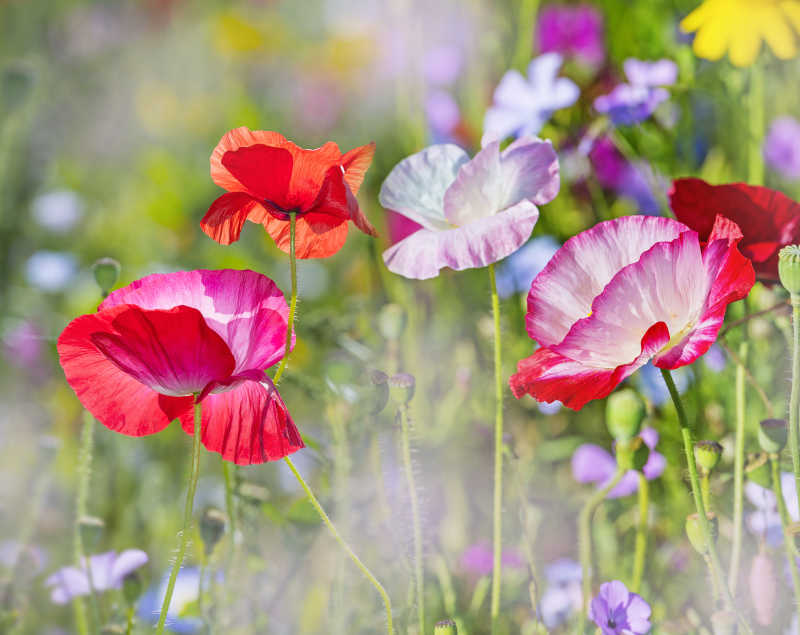 户外美丽的罂粟花
