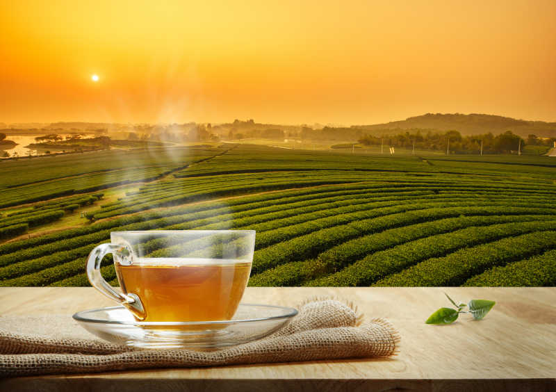 夕陽時刻的茶園背景下的木桌上的一杯熱清茶