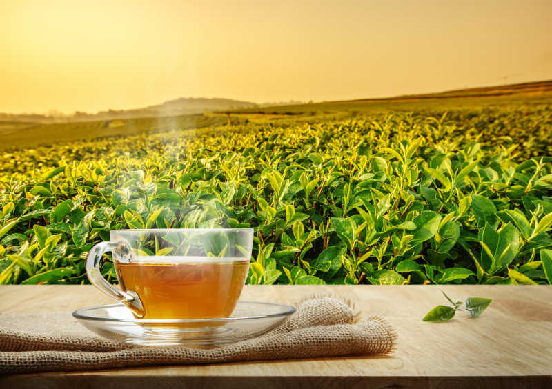 有阳光的茶园前木桌上的一杯热清茶