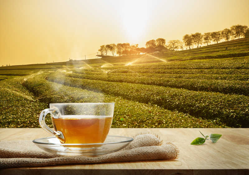 夕阳下绿色茶园背景上木桌的一杯热清茶