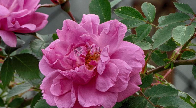 漂亮的粉色玫瑰