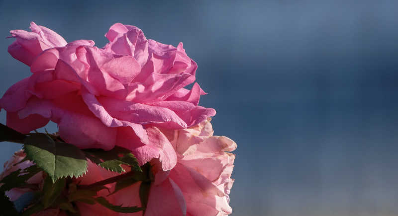 花园里漂亮的绽放的玫瑰