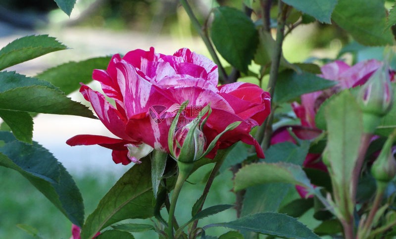  绿叶丛中的玫瑰