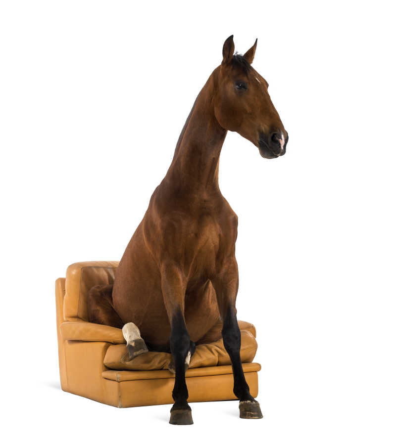 骏马屈腿坐在沙发上的前视图