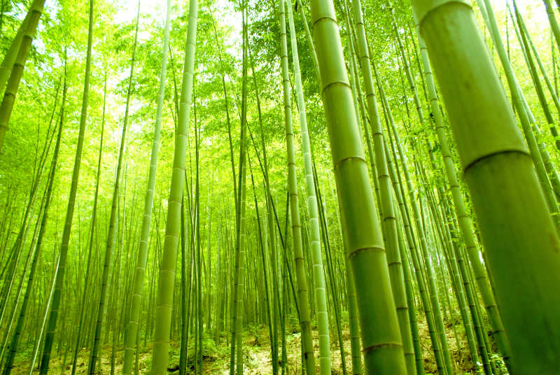 竹林背景图片 天然竹林背景素材 高清图片 摄影照片 寻图免费打包下载