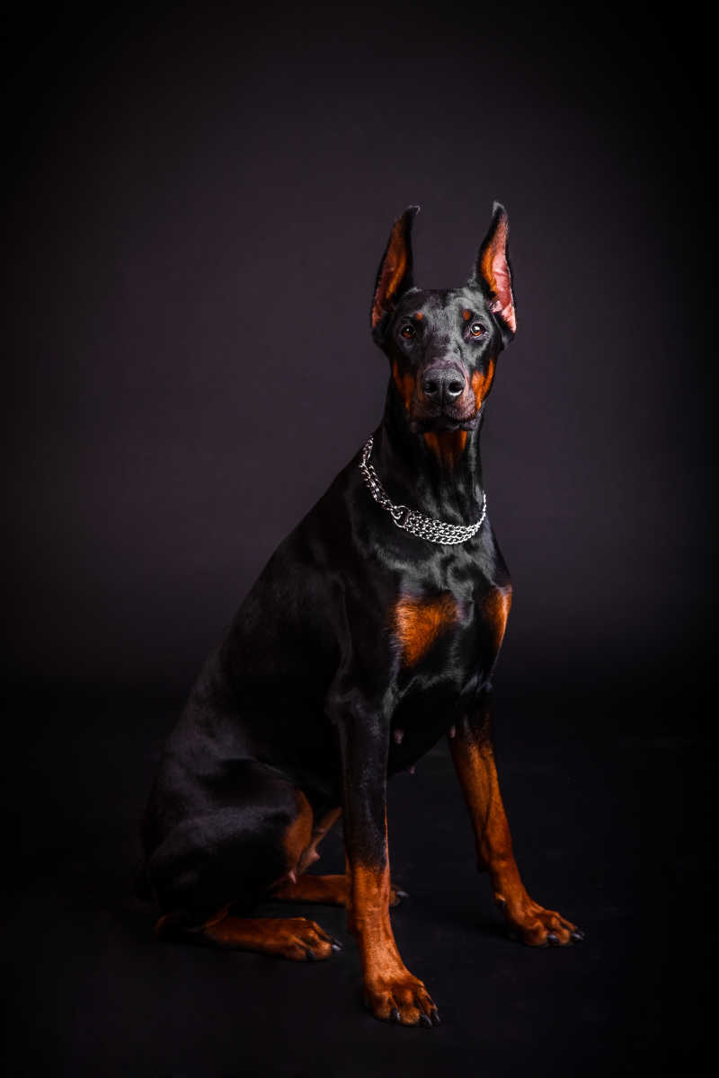 棕色杜宾犬和黑色杜宾图片