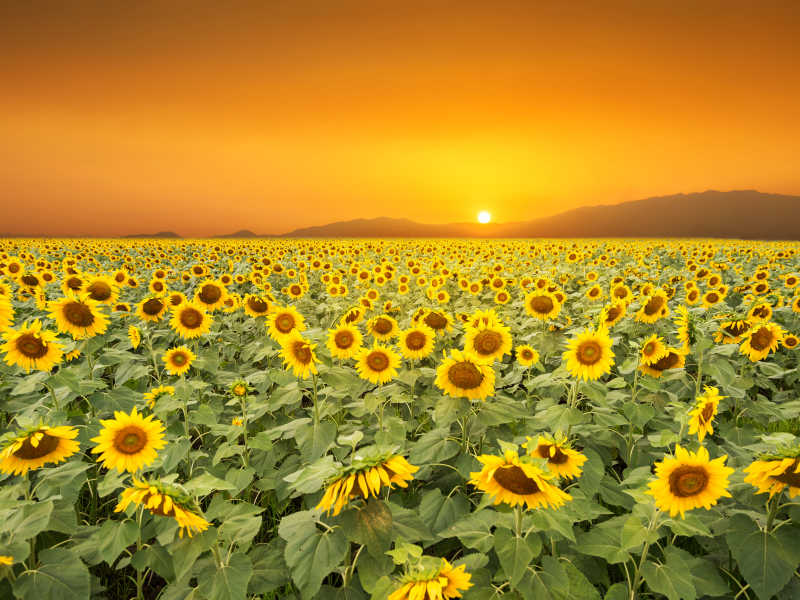 夕阳下的向日葵花田图片 夕阳下美丽的向日葵花田素材 高清图片 摄影照片 寻图免费打包下载