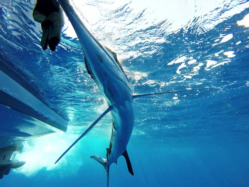 小船旁邊的馬林魚