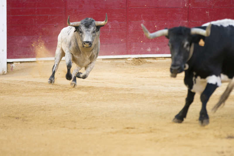赛场上的强壮公牛
