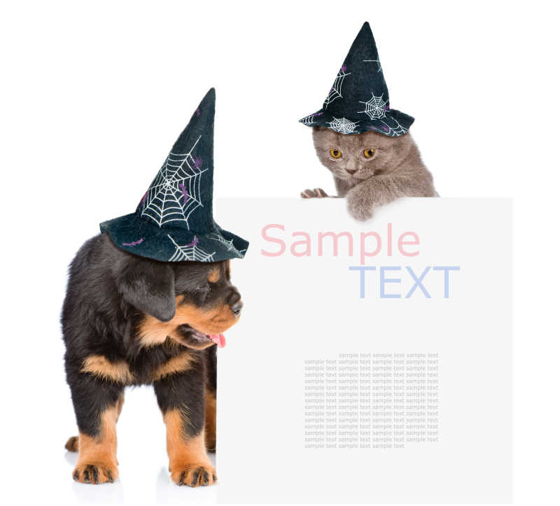 戴帽子的狗和猫从空白板后凑出来