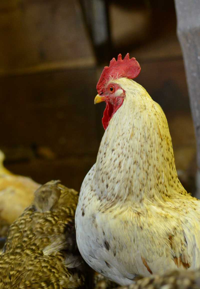 室内的母鸡