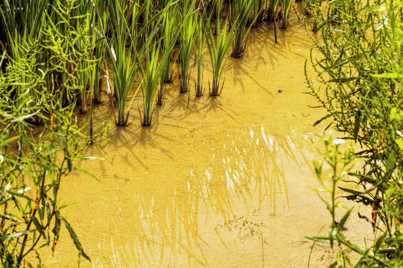 河道里肮脏的黄色的水