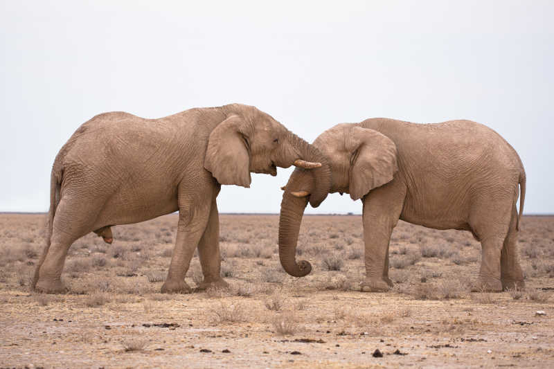 两只求爱的大象