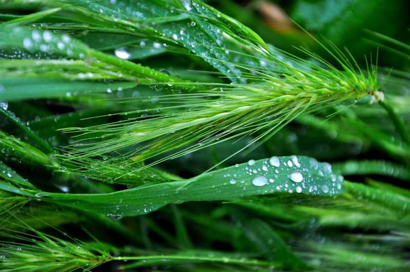 清晨绿叶上的水珠