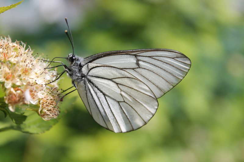 停在小花上的白色蝴蝶