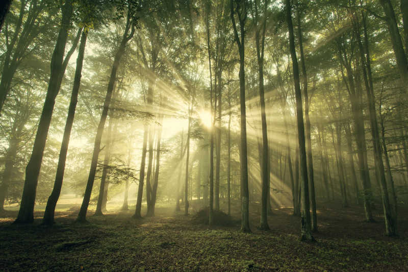 阳光笼罩下的森林树木