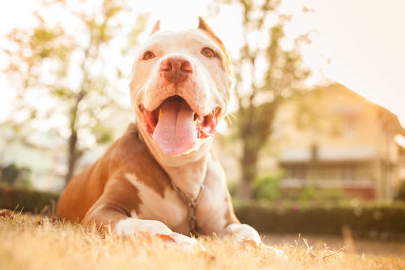 鬥牛犬圖片-棕色的鬥牛犬肖像素材-高清圖片-攝影照片-尋圖免費打包