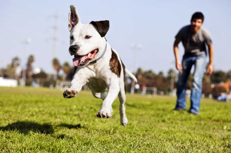 棕色的鬥牛犬肖像