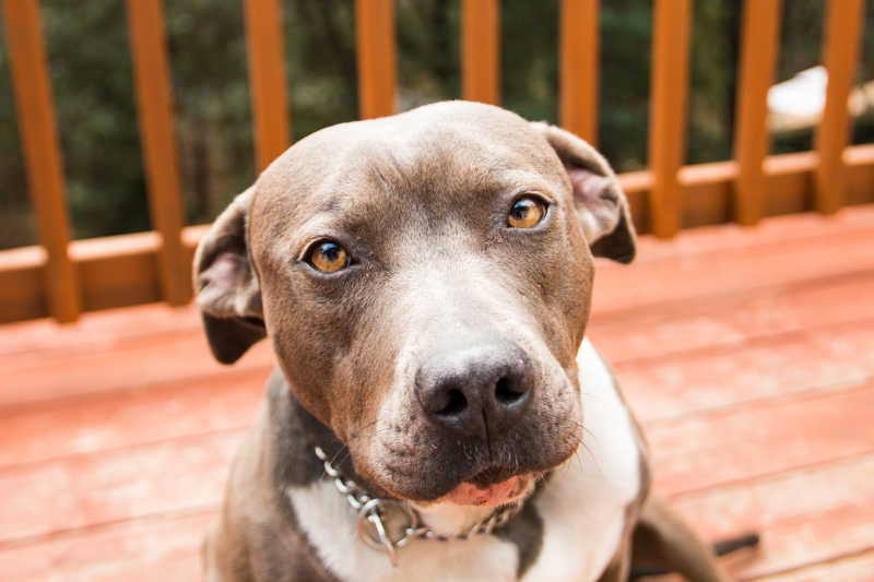 看着镜头的斗牛犬