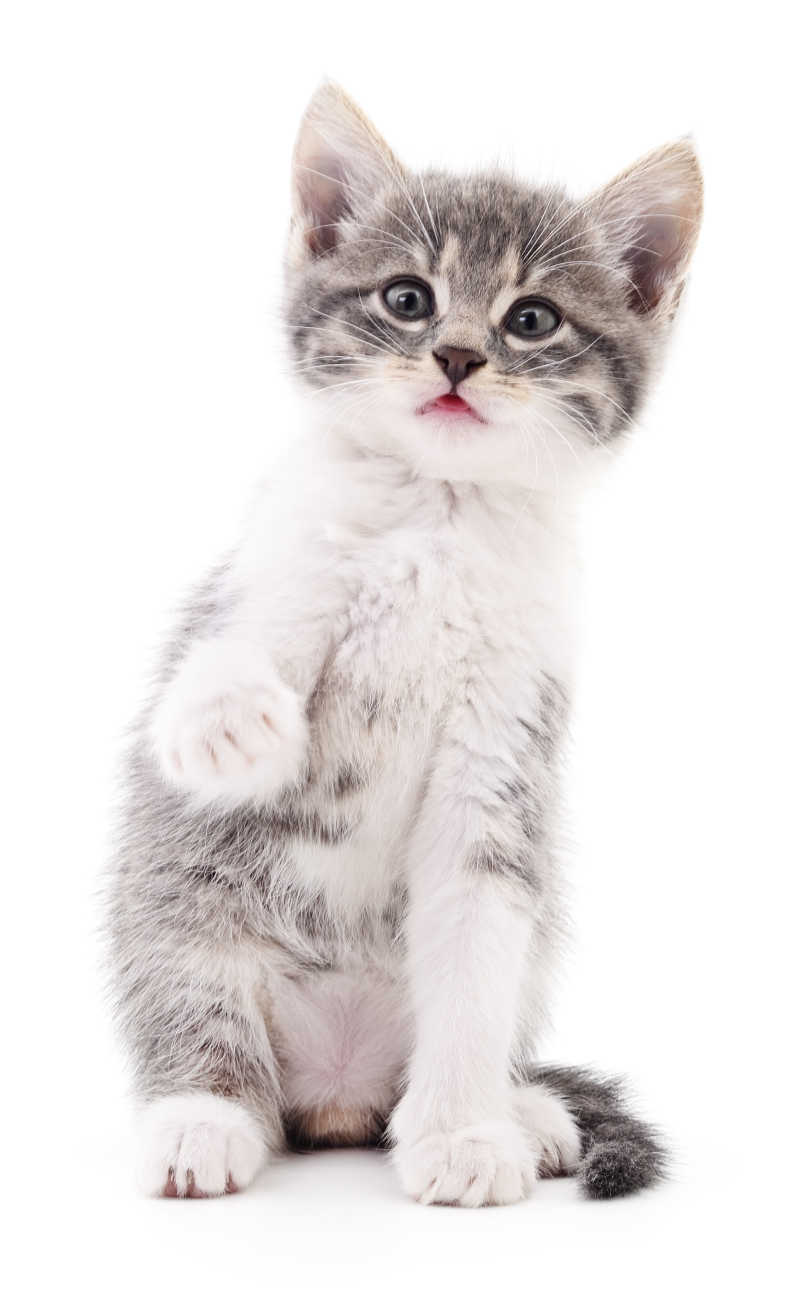 小猫图片 白色背景中的小灰猫素材 高清图片 摄影照片 寻图免费打包下载