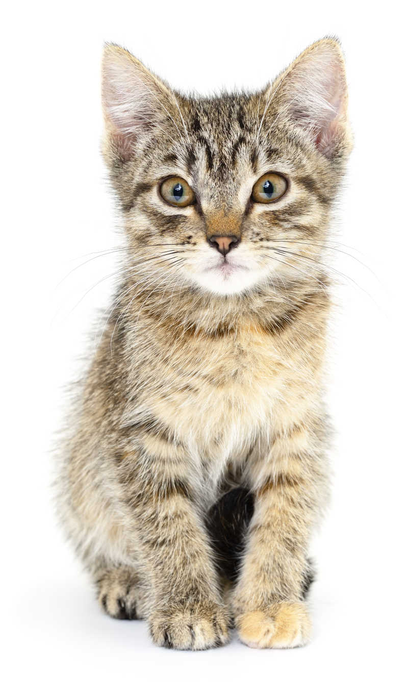 白色背景中可爱的猫咪
