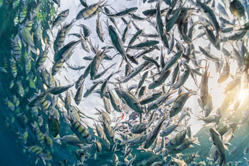 神奇美丽的海底世界的鱼群