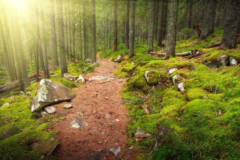 美丽的阳光透进森林