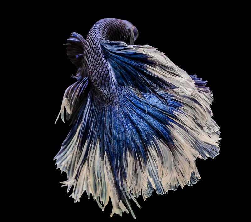 黑色背景下的美丽的紫色斗鱼