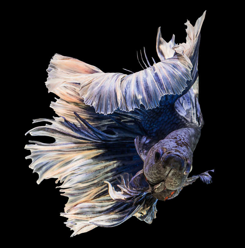 紫色暹罗斗鱼在黑色背景下的行动