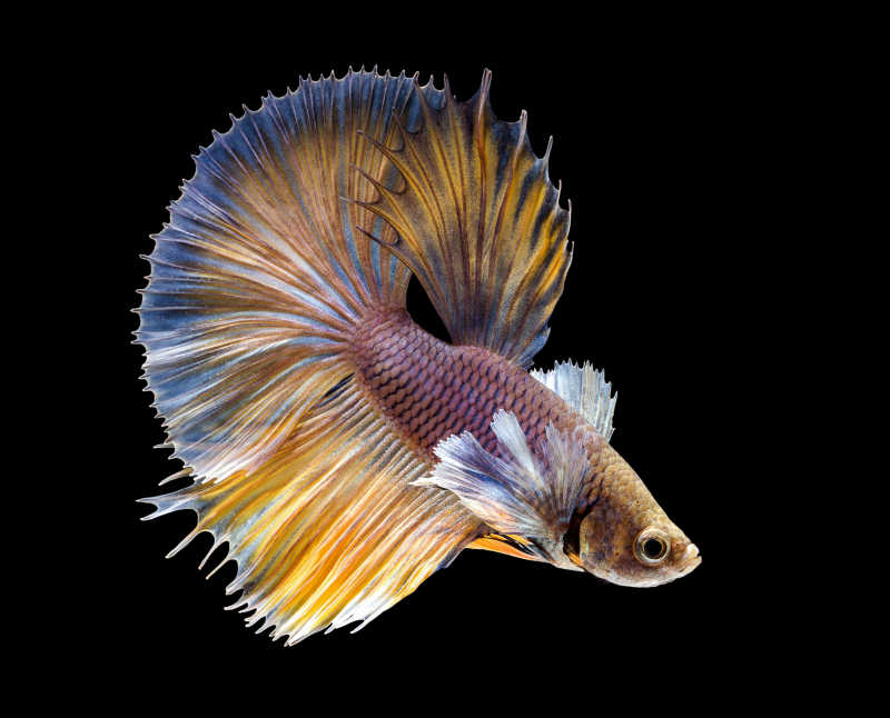 黑背景中美丽的黄鱼暹罗斗鱼