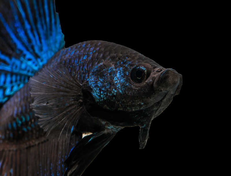 黑色背景下的大型彩色鱼