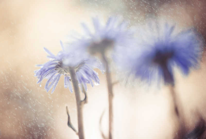 夕阳雨中的丁香花