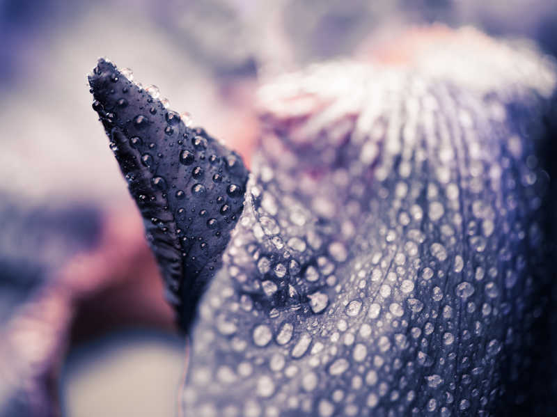 紫鸢尾花叶上的水珠