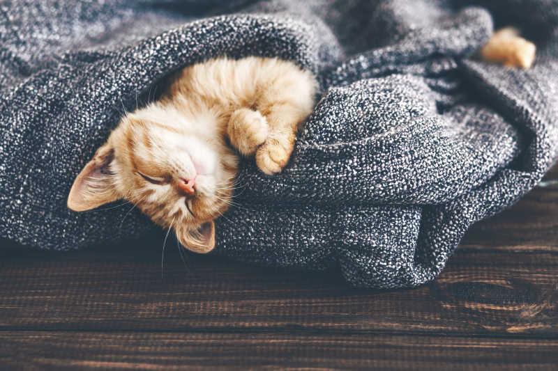 在柔软的毯子上睡觉的小猫
