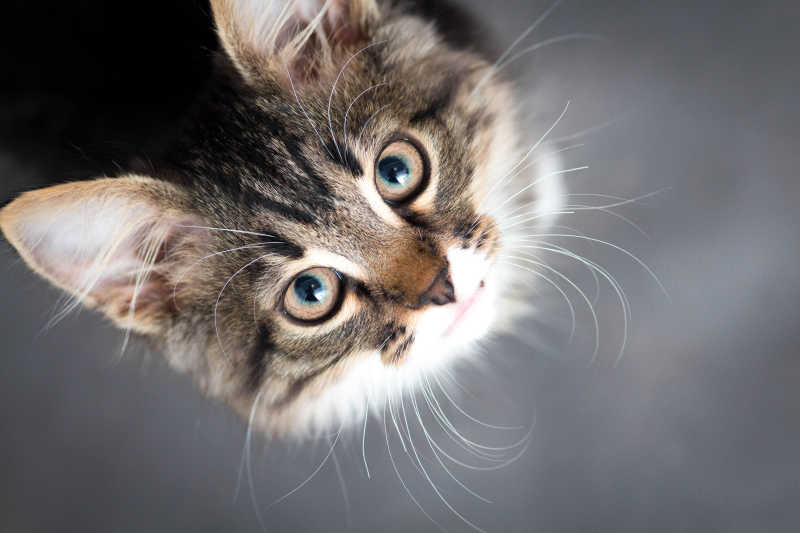 可爱的小猫图片 灰色背景下的小猫素材 高清图片 摄影照片 寻图免费打包下载