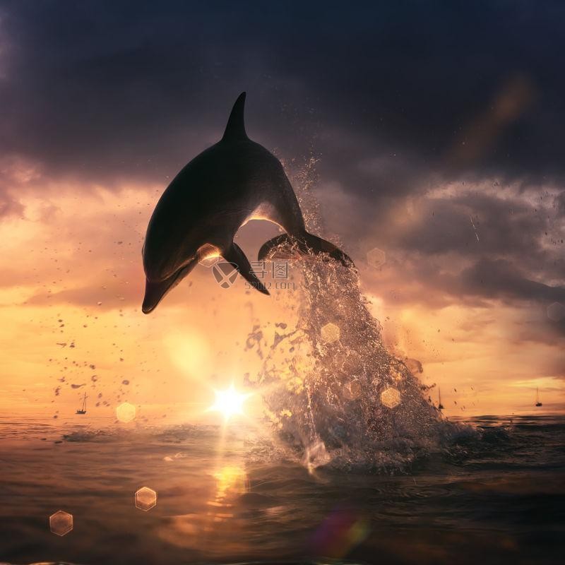 跳出来玩耍的海豚