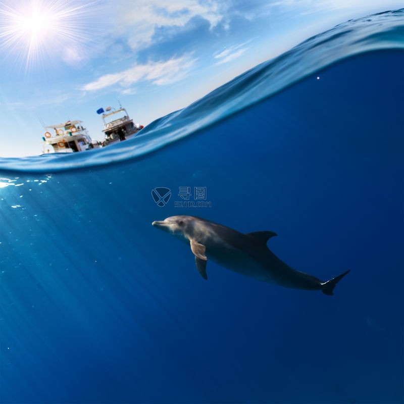 在轮船下的海豚