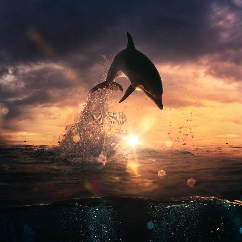 跳跃玩耍的海豚