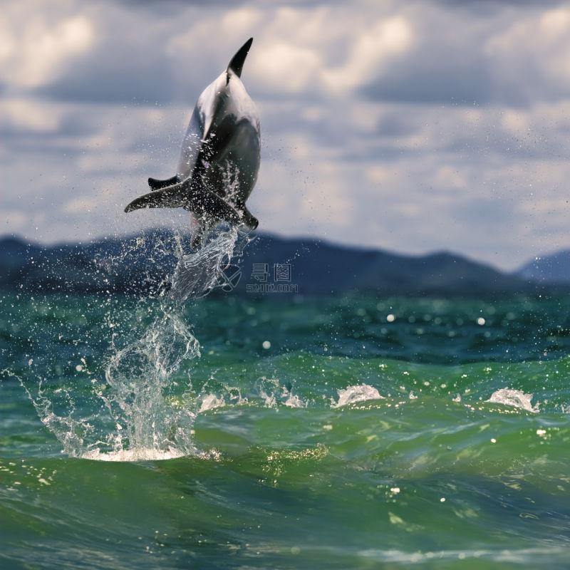 开心玩耍的海豚