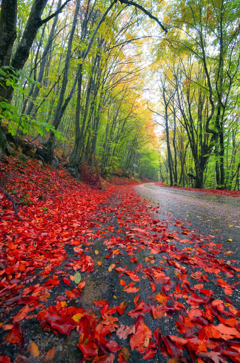 森林中的秋林路