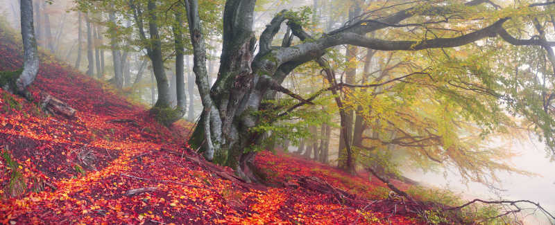 欧洲山的秋天景色图片 乌克兰野生秋叶的景色素材 高清图片 摄影照片 寻图免费打包下载